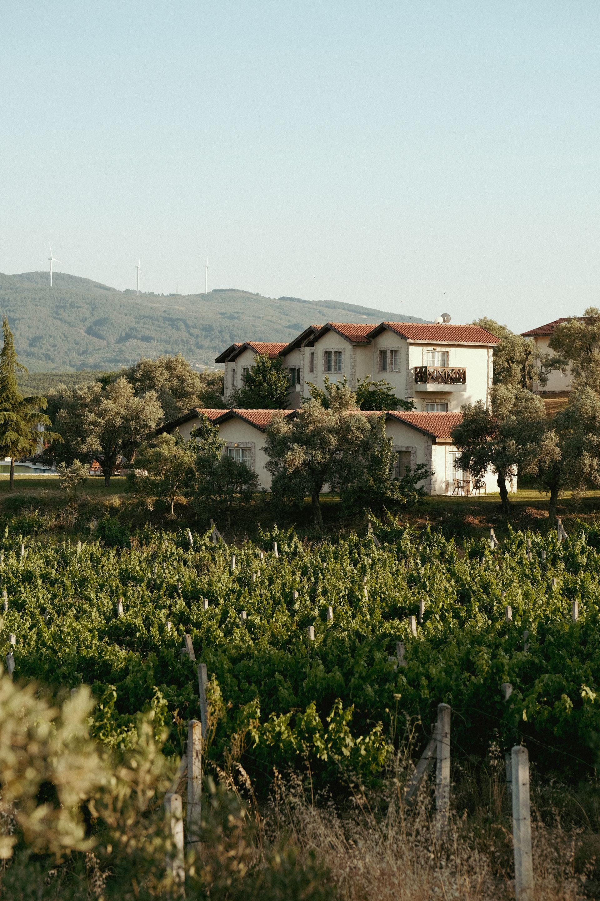 Vines surrounding a Mediterranean country house
